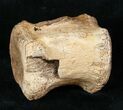 Edmontosaurus (Hadrosaur) Caudal Vertebrae - Montana #13325-1